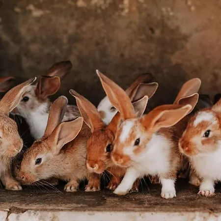 Domaine Du Pigne A 펜션