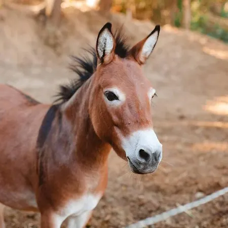 Domaine Du Pigne A 펜션 *